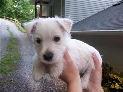 Puppies in NC